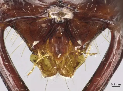 Leptogenys regis - CASENT0902596