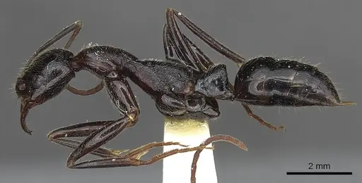 Leptogenys regis - CASENT0902596