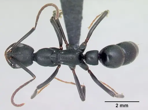 Leptogenys ridens specimen