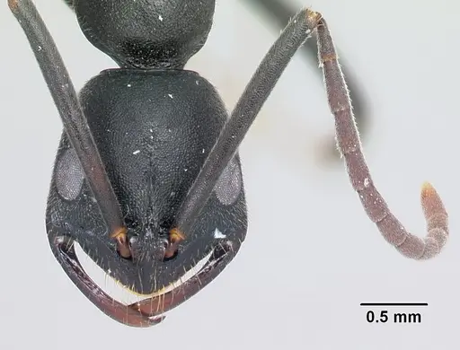 Leptogenys ridens specimen