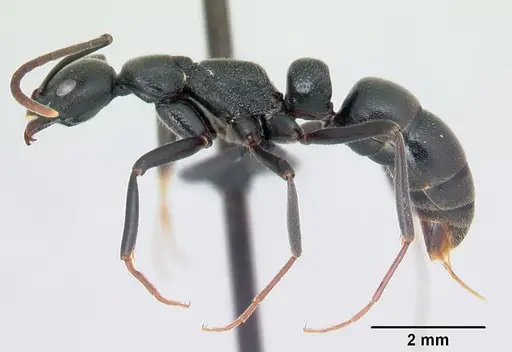 Leptogenys ridens specimen