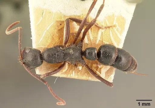 Leptogenys ridens - CASENT0101884