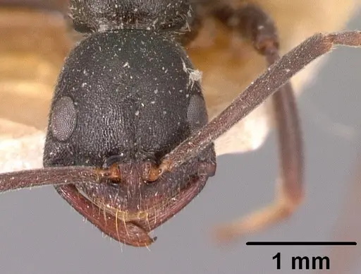 Leptogenys ridens - CASENT0101884