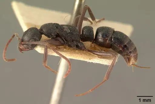 Leptogenys ridens - CASENT0101884