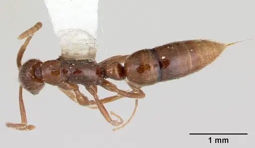 Leptogenys ritae specimen