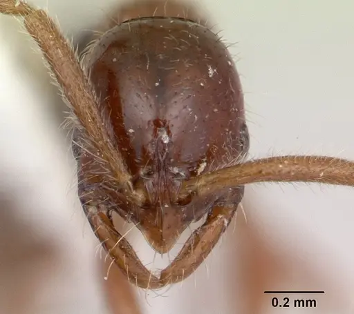 Leptogenys ritae specimen