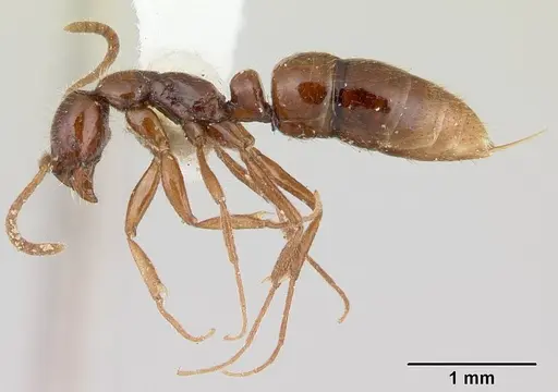 Leptogenys ritae specimen