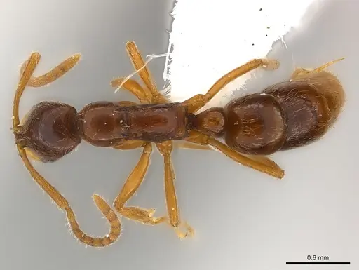 Leptogenys ritae - CASENT0217006