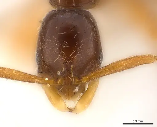 Leptogenys ritae - CASENT0217006