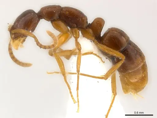 Leptogenys ritae - CASENT0217006