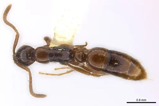 Leptogenys ritae - CASENT0217015