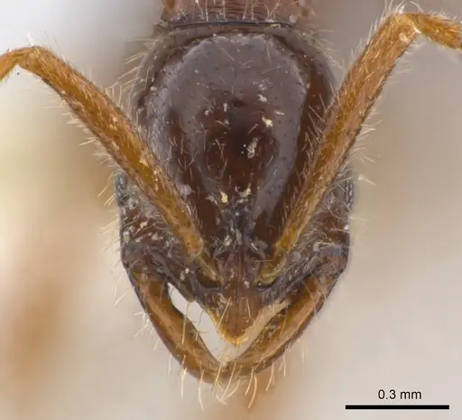 Leptogenys ritae - CASENT0217015