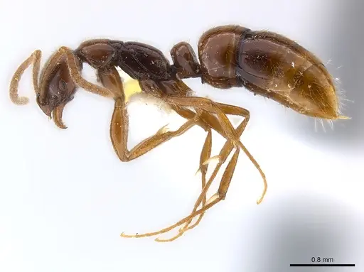 Leptogenys ritae - CASENT0217015