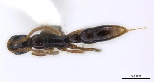 Leptogenys ritae - CASENT0217016