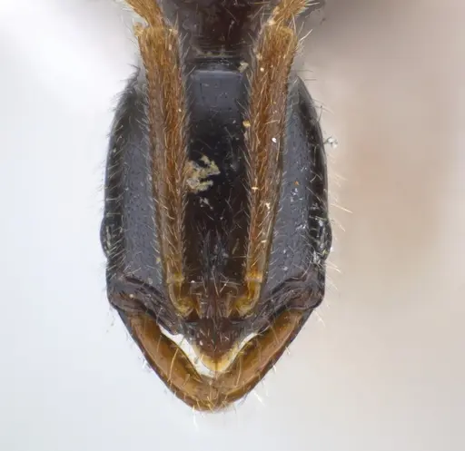 Leptogenys ritae - CASENT0217016