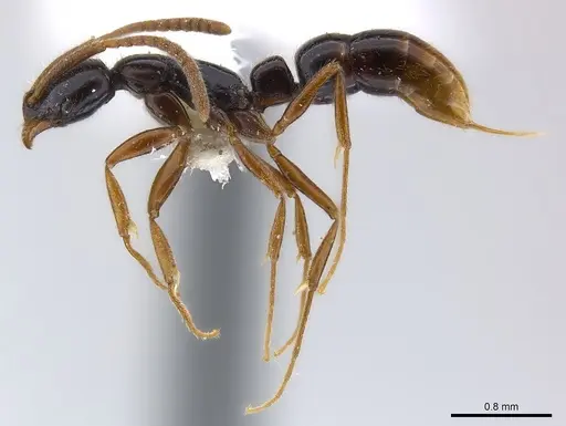 Leptogenys ritae - CASENT0217016