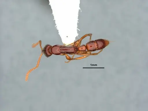 Leptogenys ritae - CASENT0882109