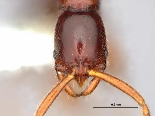 Leptogenys ritae - CASENT0882109