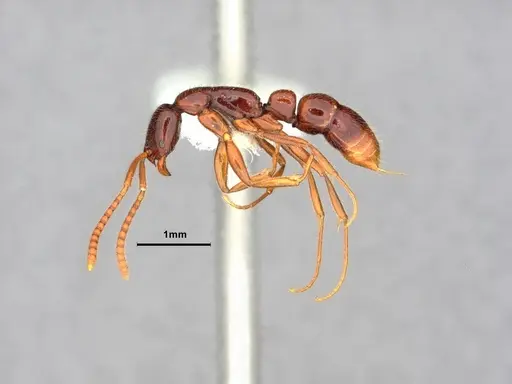 Leptogenys ritae - CASENT0882109