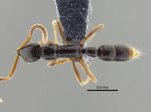 Leptogenys ritae - CBUMAGENT41674