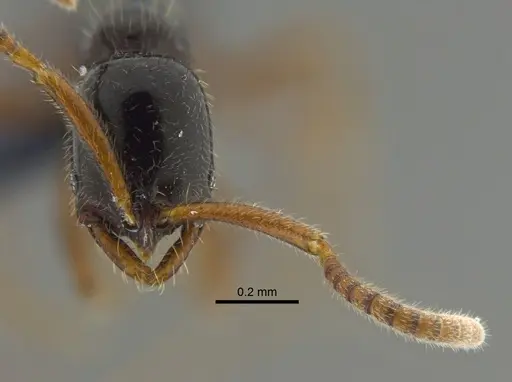 Leptogenys ritae - CBUMAGENT41674