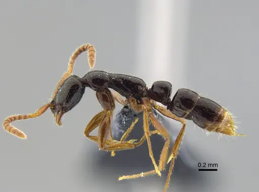 Leptogenys ritae - CBUMAGENT41674