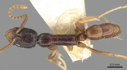 Leptogenys roberti specimen