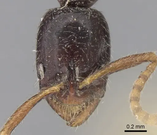 Leptogenys roberti specimen