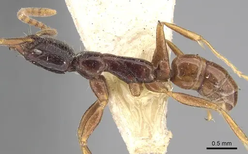 Leptogenys roberti specimen