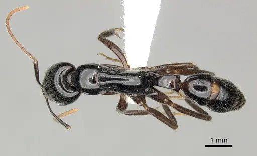 Leptogenys rouxi specimen
