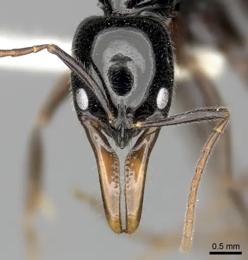 Leptogenys rouxi specimen