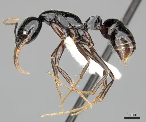 Leptogenys rouxi specimen