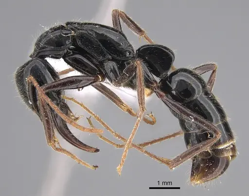 Leptogenys rouxi - CASENT0887830