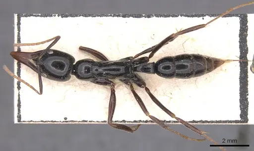 Leptogenys rouxi - CASENT0915238