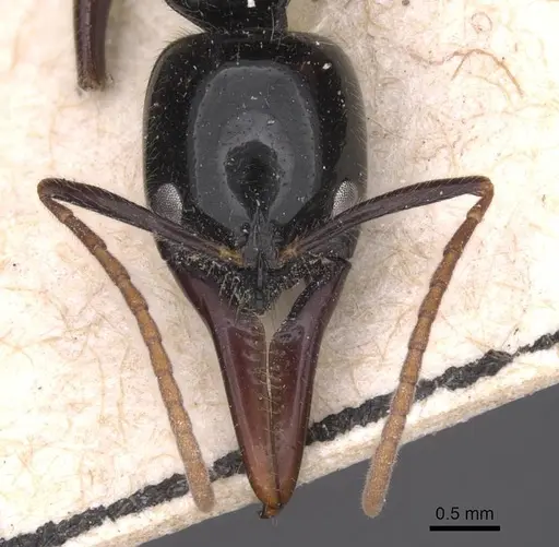 Leptogenys rouxi - CASENT0915238