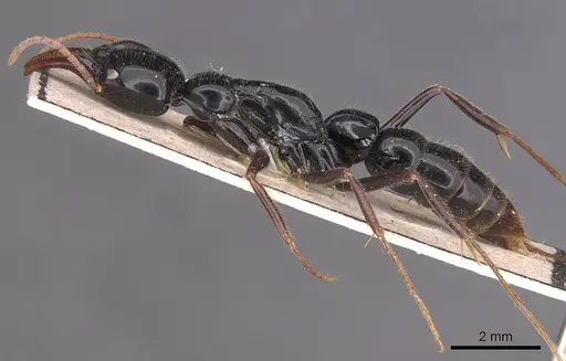 Leptogenys rouxi - CASENT0915238