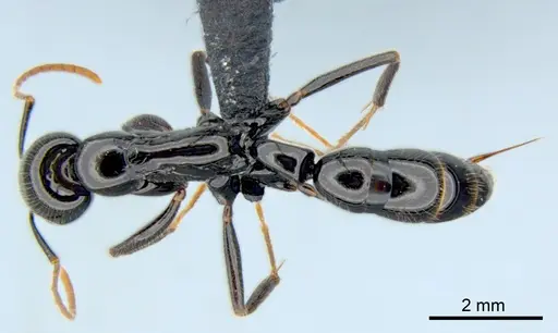 Leptogenys rouxi - CSIRONC0010