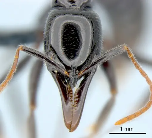 Leptogenys rouxi - CSIRONC0010