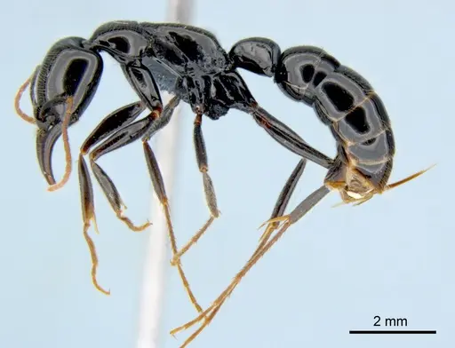 Leptogenys rouxi - CSIRONC0010