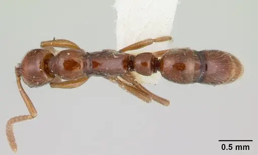 Leptogenys rufa specimen