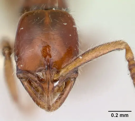 Leptogenys rufa specimen