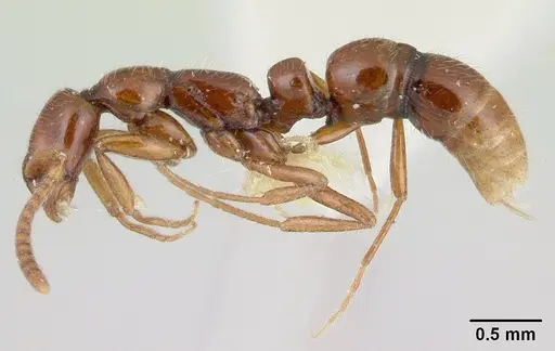 Leptogenys rufa specimen