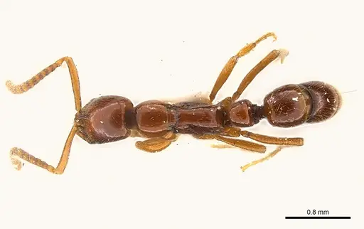 Leptogenys rufa - CASENT0217002