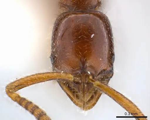 Leptogenys rufa - CASENT0217002