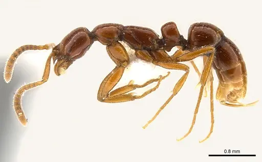 Leptogenys rufa - CASENT0217002