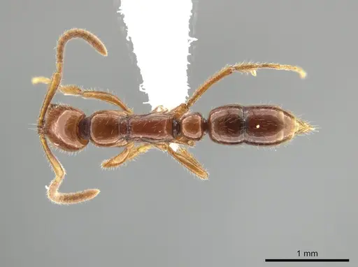 Leptogenys rufa - CASENT0613790