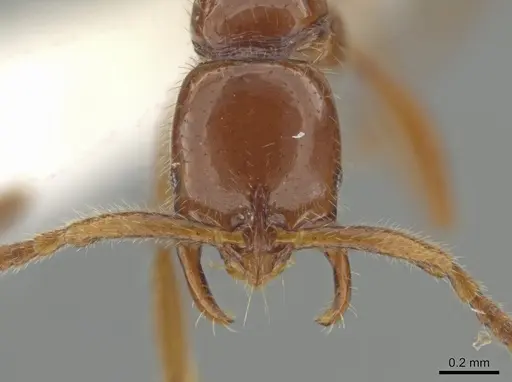 Leptogenys rufa - CASENT0613790