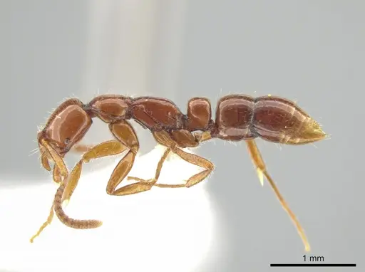 Leptogenys rufa - CASENT0613790