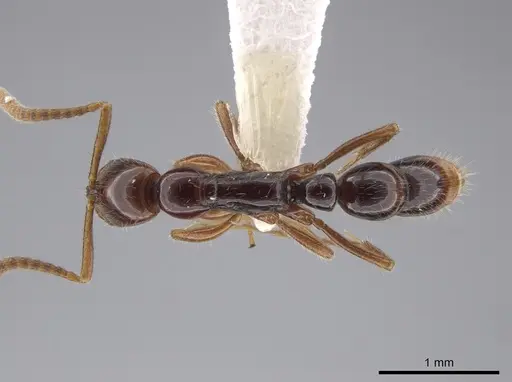 Leptogenys rufa - CASENT0640734