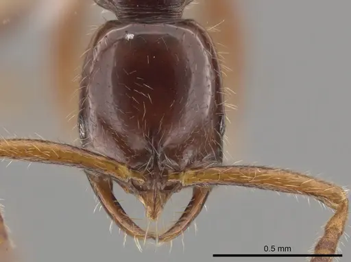 Leptogenys rufa - CASENT0640734